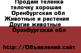 Продам теленка телочку хорошая  - Оренбургская обл. Животные и растения » Другие животные   . Оренбургская обл.